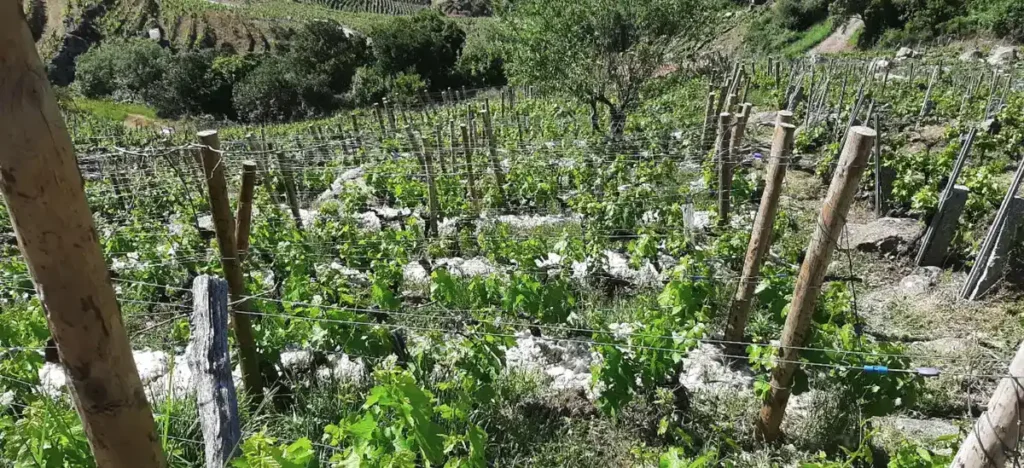 Inicio del proyecto ViNAE